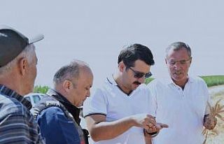 Karapınar’da sezonun son buğday hasadı yapıldı