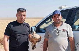 Karapınar’da yaralı şahin koruma altına alındı