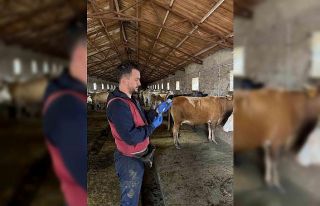 Kars’ta 150 bin doz şap aşısı yapıldı