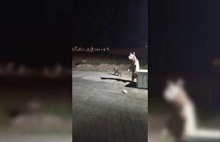 Kars’ta 1 kişi ayı saldırısından son anda kurtuldu