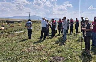 Kars’ta büyükbaş hayvanlar aşılanıyor