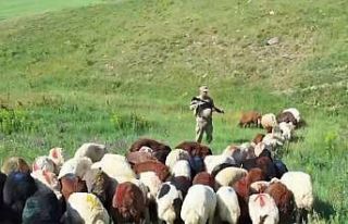 Kars’ta kayıp küçükbaş hayvanlar bulundu