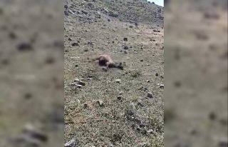 Kars’ta kurt saldırısında onlarca koyun telef...