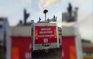 Kars’ta yuvadan düşen yavru leylek, yeniden yuvasına...