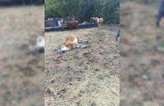 Kastamonu’da 3 büyükbaş hayvan dereden su içtikten...