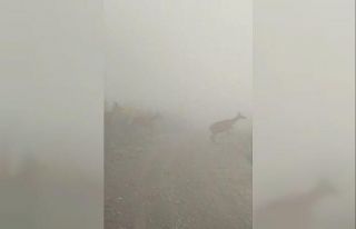 Kastamonu’da yaban hayvanları renkli görüntüler...