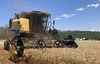 Kavak’ta ekin hasadı başladı