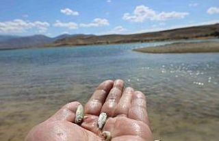 Kayseri’de baraj gölüne 600 bin yavru sazan bırakıldı