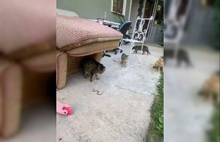 Kedilerin yavru yılanla oyunu kamerada
