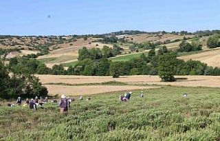 Kekik hasadı başladı, kullanım alanı çok fazla