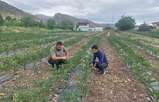 Kemah’ta modern yöntemlerle sebzecilik yapılıyor