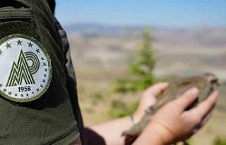 Kene avcısı keklikler doğaya salındı