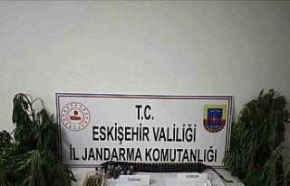 Kenevir bitkisi ekimi yapılan ikamete operasyon düzenledi