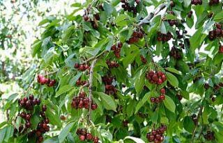 Kirazı zirai don vurdu, rekolte düştü