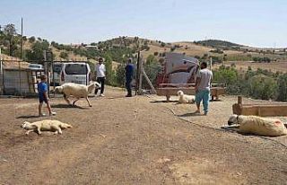 Kırıkkale’de iki ayrı besicinin 210 hayvanı...
