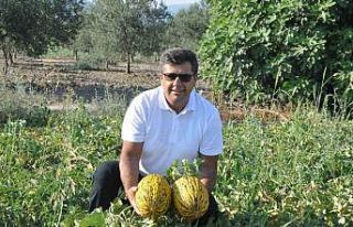 Kırkağaç Kavunu AB’den tescil alan 38. ürün...