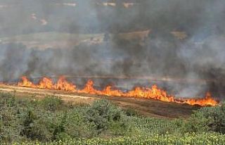 Kırklareli’nde yangın: 500 dekar tarım arazisi...