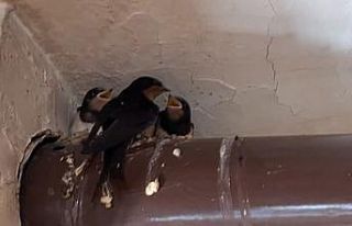 Kırlangıç ailesinin yuvası kahvehane oldu