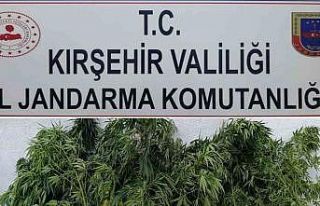 Kırşehir’de 48 kök kenevir ele geçirildi