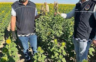 Kırşehir’de ayçiçeği tarlasında kenevir operasyonu:...