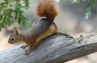 Kızıl Sincap, piknikçilerin misafiri oldu