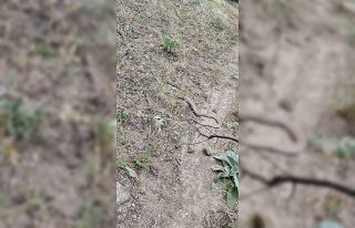 Koca engerek, sincabı yuttu