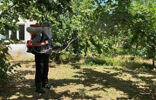 Kokarca ile mücadele sürüyor: Üretici kükürt...