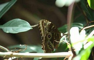 Konya Tropikal Kelebek Bahçesi 3 milyon 700 bin ziyaretçi...