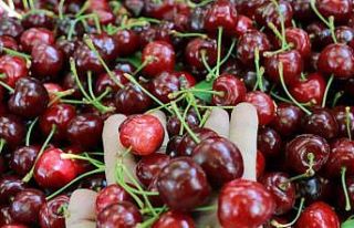 Konya’da Hadim kirazında hüzünlü hasat