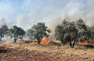 Köyceğiz’de zeytinlik yangını