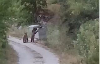 Köye inen ayıları "Gülümseyin çekiyorum"...