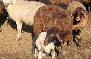 ‘Köyümde Yaşamak İçin Bir Sürü Nedenim Var’...