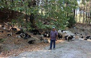 Koyun, keçi ve çobanların kıymeti bilinmedi, ülkenin...