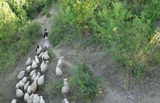 Kurdun koyunlara saldırısı dronla önlendi