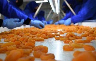 Kuru kayısı dış ticaretinde düşüş sürüyor