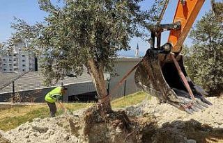 Kuşadası Belediyesi zeytin ağaçlarını yaşatıyor