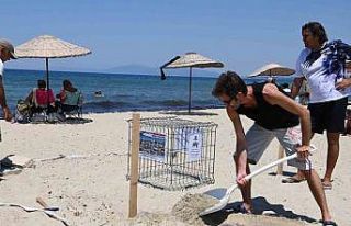 Kuşadası’nda caretta caretta yumurtaları zarar...