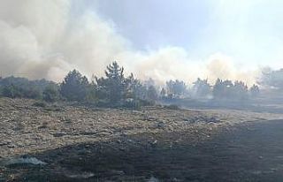 Kütahya’nın Sofça köyü yakınlarındaki orman...