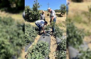 Kuyucak Tarım Müdürlüğü’nden üreticiye zararlı...