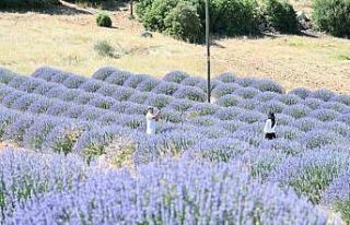Lavanta Kokulu Köy Kuyucak’ta mor şölen sakin...