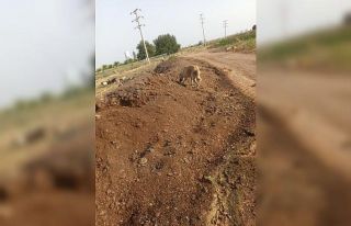 Mahalleye atılan tavuk pisliği kokusu vatandaşı...