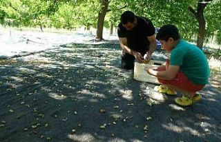 Malatya’da zirai donun vurduğu bölgelerde meyve...
