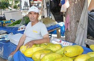 Manisa’da Altınbaş Kavununda hasat başladı