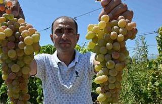 Manisa’da ’çilek uzümü’ hasadı başladı