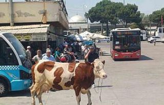Manisa’da mezbahadan kaçan inek ortalığı birbirine...
