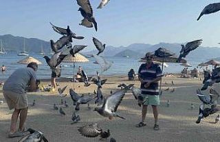 Marmaris Halk Plajı’nın kanatlı müdavimlerine...