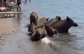 Marmaris’te yaban domuzları denize girerek serinledi