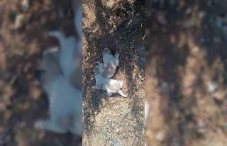 Menfeze sıkışan 2 köpek kurtarıldı