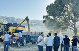 Menteşe’de buğday hasadında sona yaklaşıldı:...