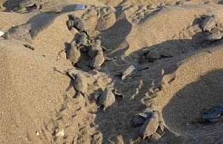 Mersin sahillerinde deniz kaplumbağalarının ilk...